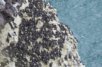 Oiseaux de mer<br>NIKON D4, 500 mm, 720 ISO,  1/640 sec,  f : 9 